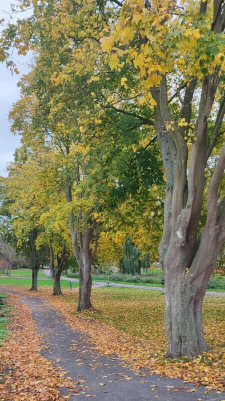 Wandeling – Wat zagen de bomen (NIEUW)